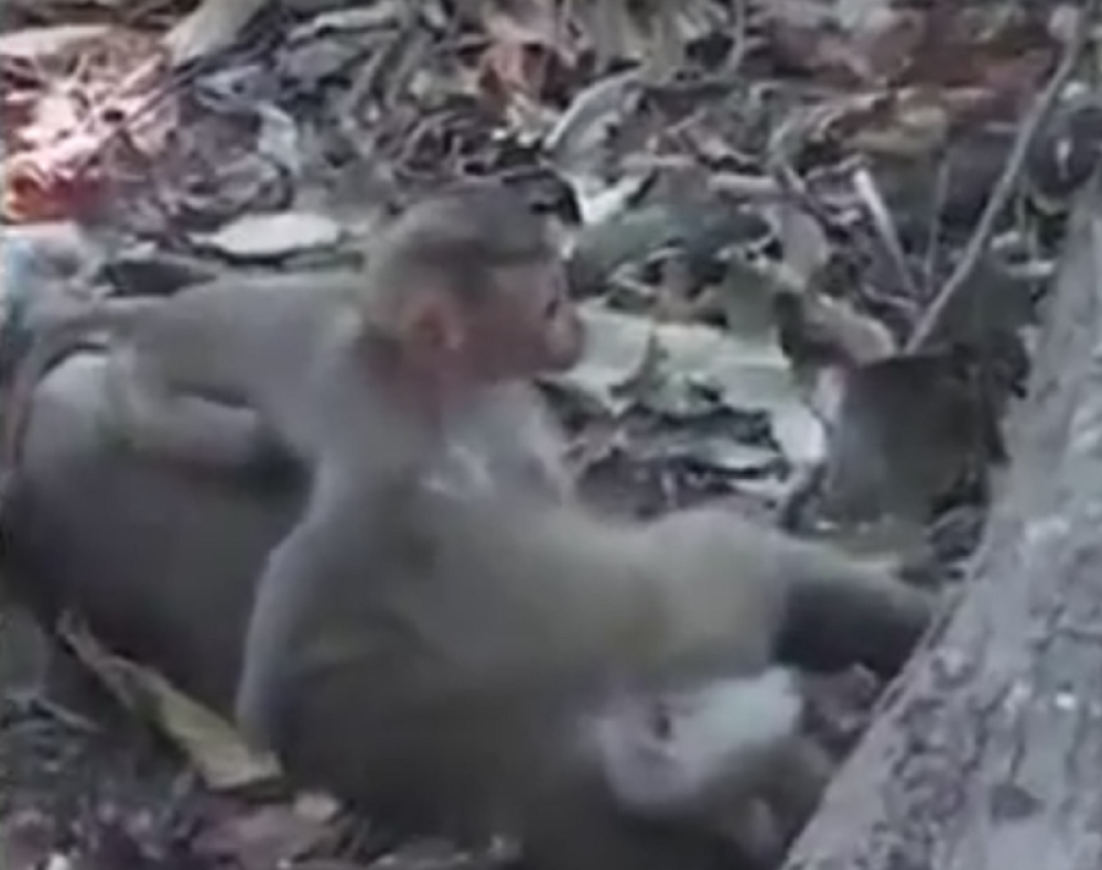 Majmunče se ne odvaja od mrtve majke! (VIDEO)