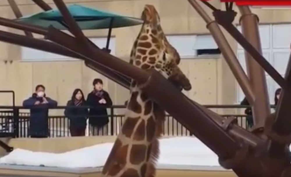 Žirafa se zaglavila na veštačkom drvetu! (VIDEO)