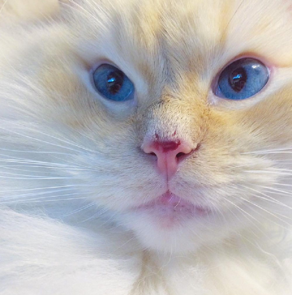 Preminuo jedini mačak gradonačelnik na svetu (FOTO)