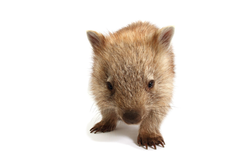 Zbog ovoga su vombati jedinstveni (FOTO)