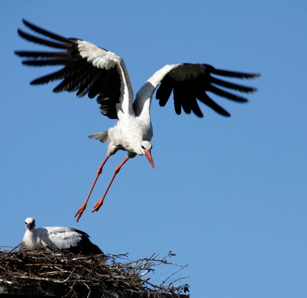 Prve rode doletele u Opovo!