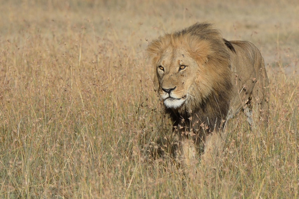 Lav ušao u vozilo puno turista, a onda je usledio POTPUN ŠOK! (VIDEO)