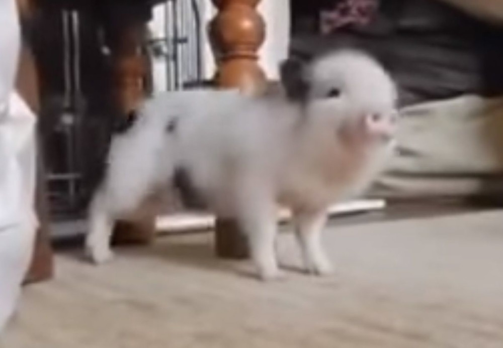 Prasence koje đuska uz Rijanu (VIDEO)