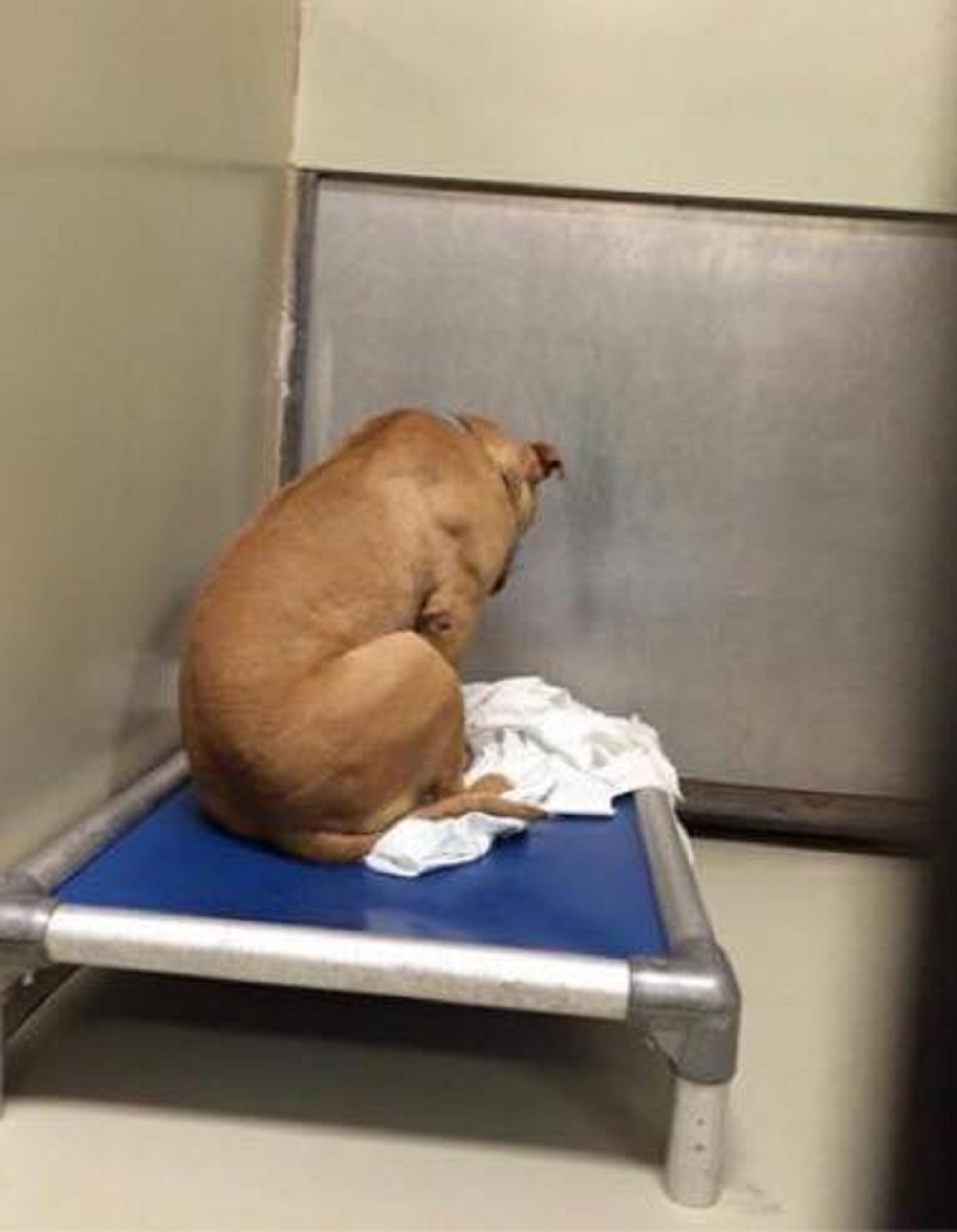 Najdepresivniji pas na svetu! (FOTO)