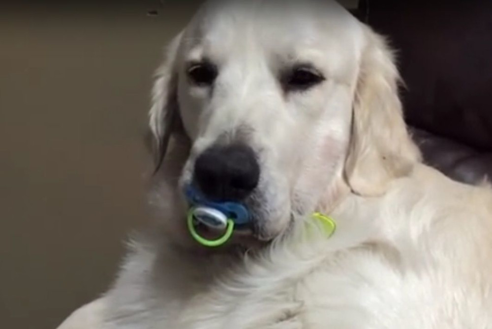 Pas koji ne želi da odraste (VIDEO)