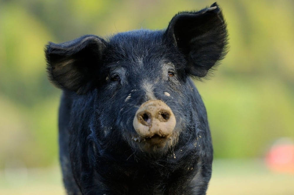 Ova svinja je kulturnija od mnogih ljudi! (VIDEO)