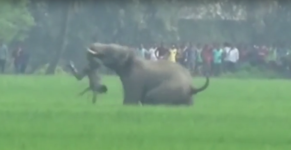 Pobesneli slon ubio četvoro seljana! (UZNEMIRUJUĆI VIDEO)