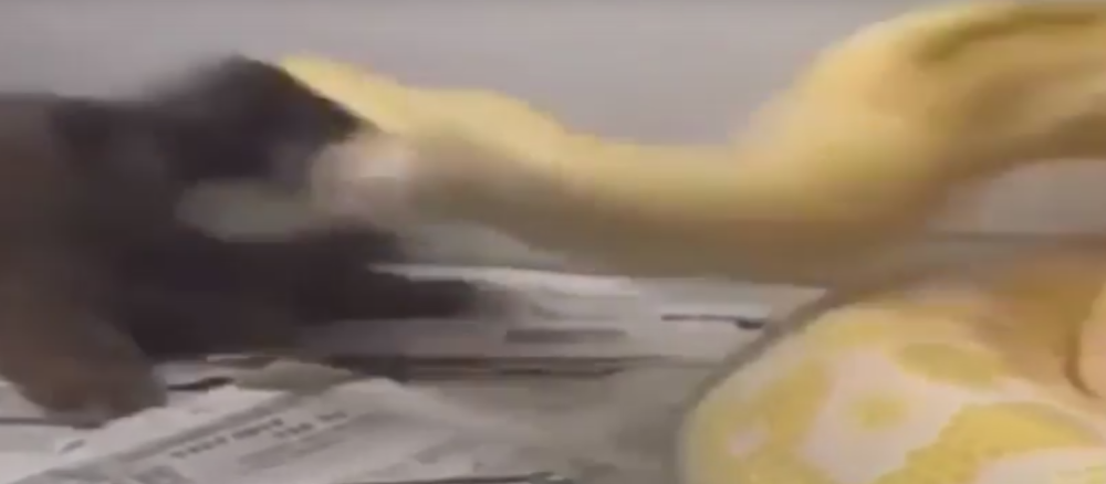 Piton pokušao da proguta štene! (UZNEMIRUJUĆI VIDEO)