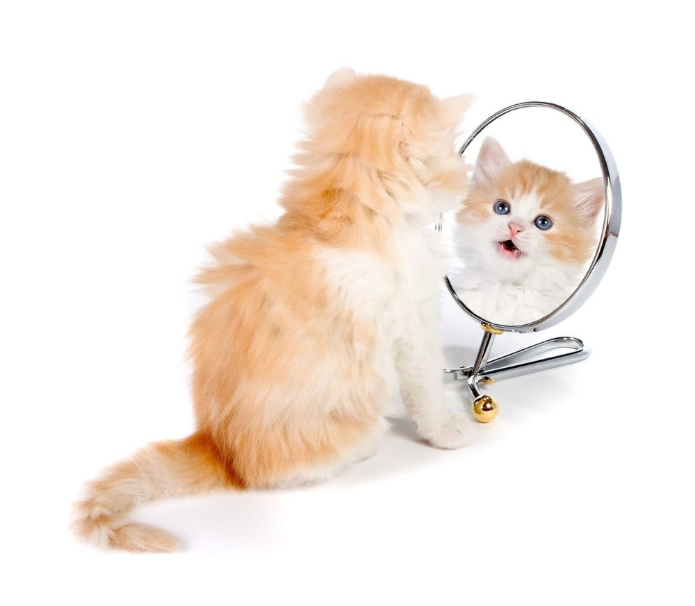 Ova maca baš voli manikir (VIDEO)