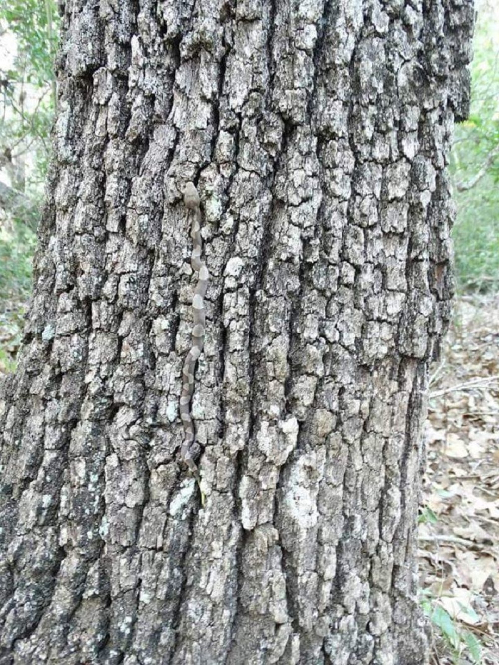 Vidite li smrtonosnu životinju na ovoj fotki?