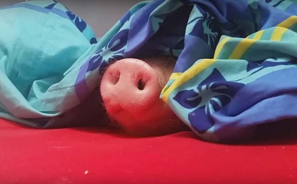 Prase rođeno bez zadnjih nogu živi život punim plućima! (VIDEO)