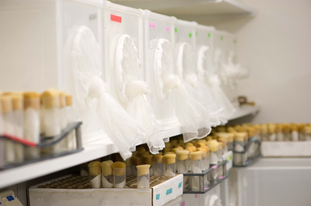 Od žute groznice umrlo 178 ljudi