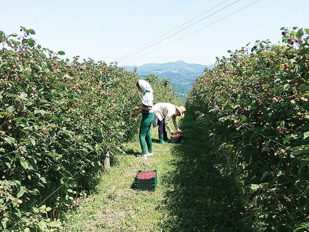 Ukrali mu 2.000 sadnica malina!
