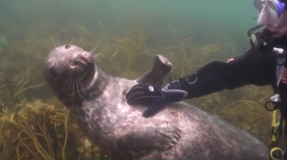 Ovako divnu scenu niste videli odavno! (VIDEO)