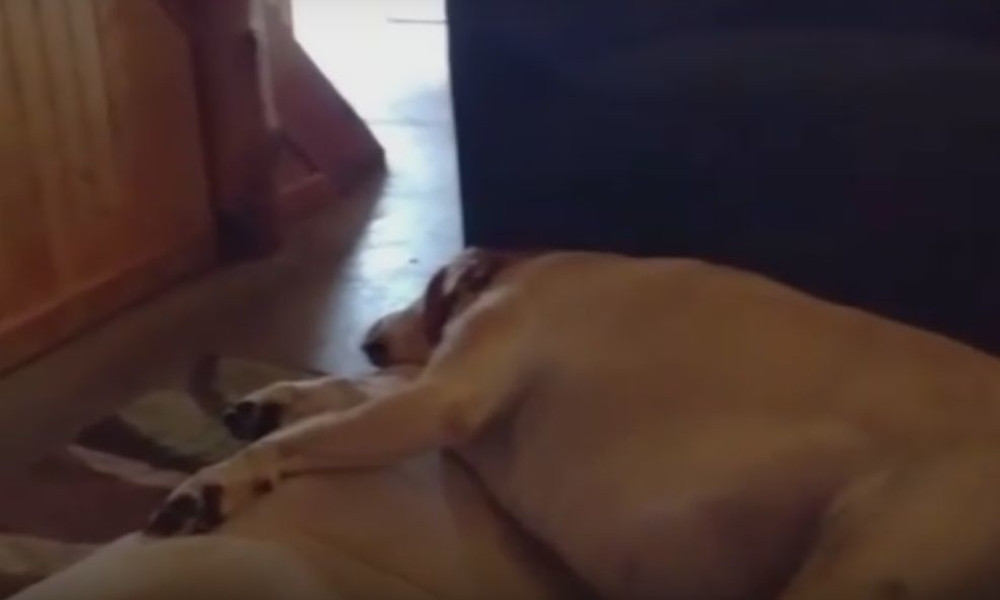 Hrkanje ovo psa nasmejaće vas do suza! (VIDEO)