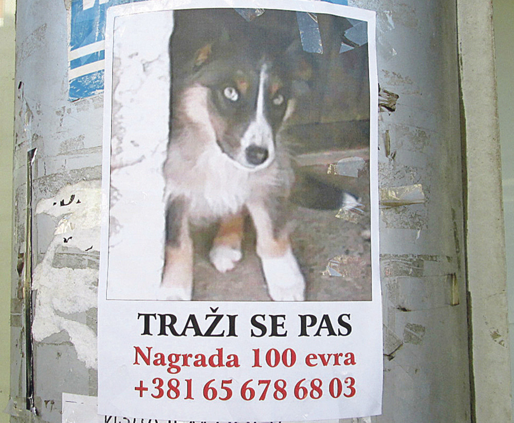 Nudi 100 evra za vest o psu