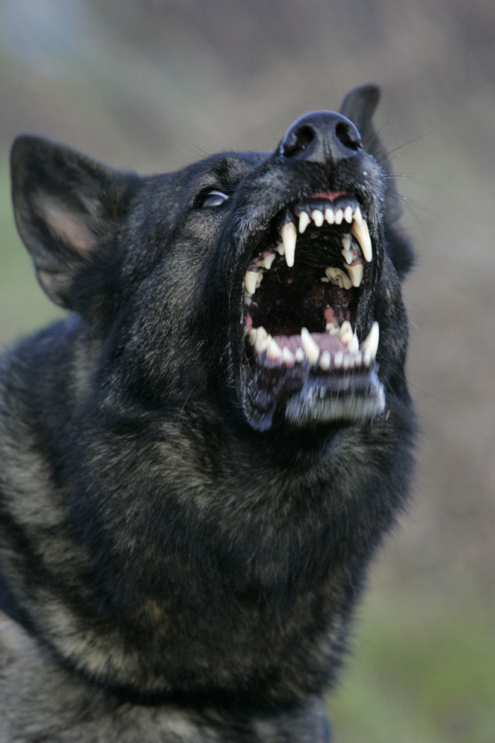 Policija upala na borbe pasa