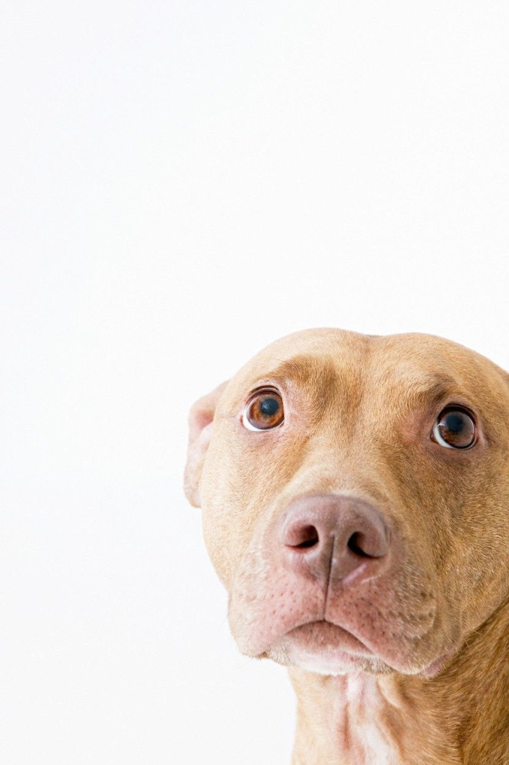 Silovao, pa obesio pitbula!