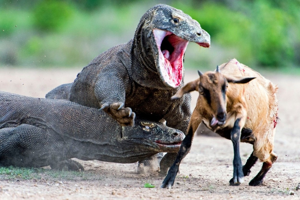 Zmajevi rastrgli zalutalu kozu! (UZNEMIRUJUĆI FOTO)