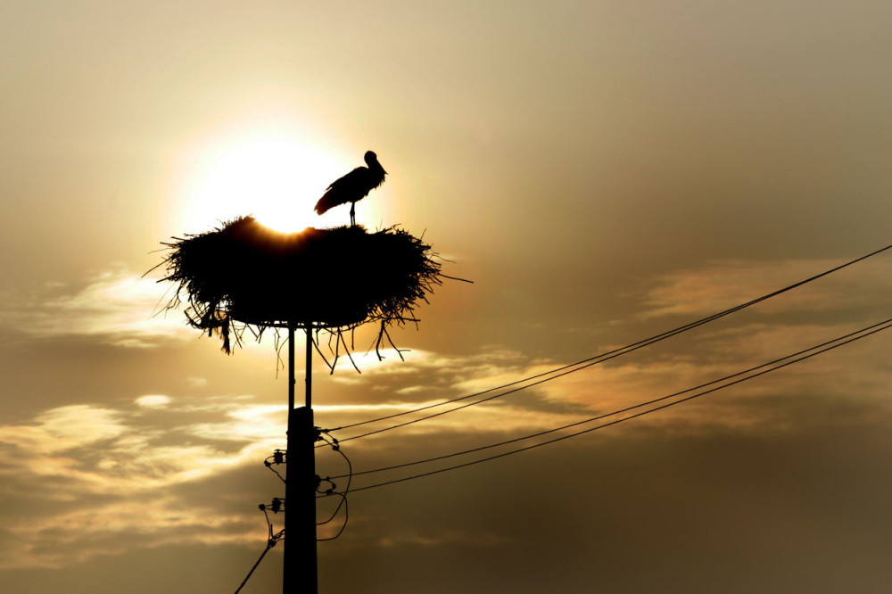 Ranjena roda operisana, možda će moći opet da leti!