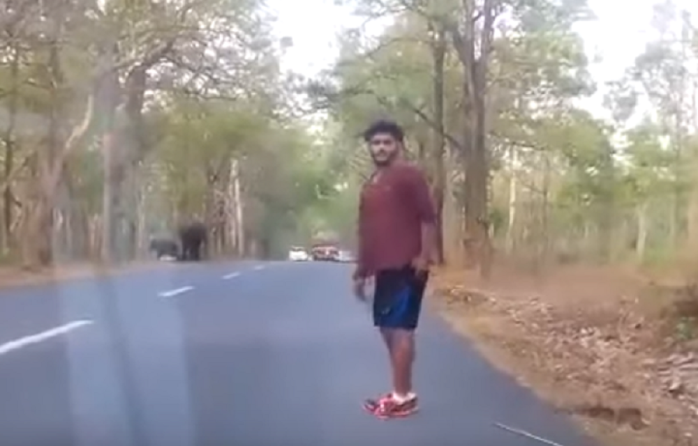 Četvoro uhapšenih zbog kamenovanja slonova (VIDEO)