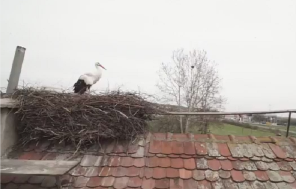 Roda Malena i dalje čeka svog dragog! (FOTO)