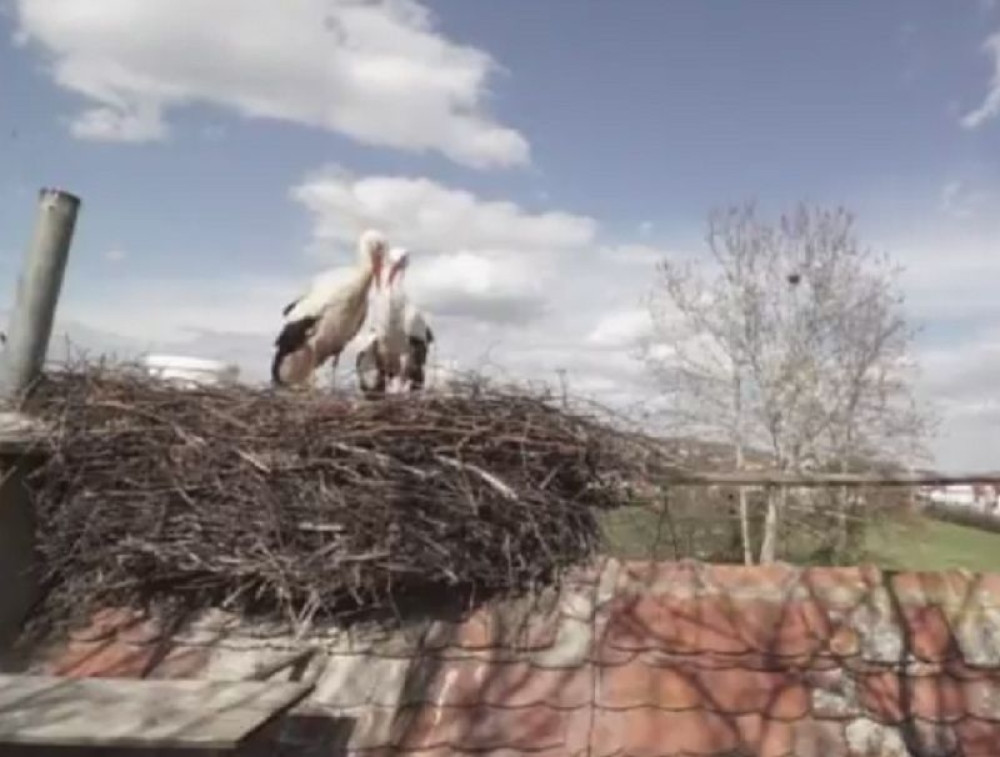 Klepetan se vratio Malenoj, a svi mislili da je uginuo (VIDEO)