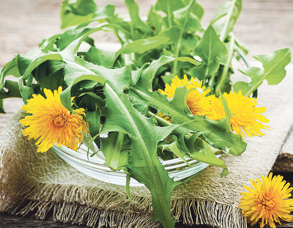 DA LI STE ZNALI DA JE MASLAČAK LEK?! Nećete verovati koje sve bolesti leči! MNOGI SU U ČUDU (RECEPT)