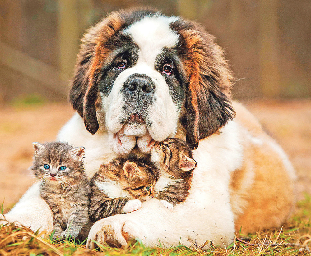 Kako vam kučići pokazuju ljubav?