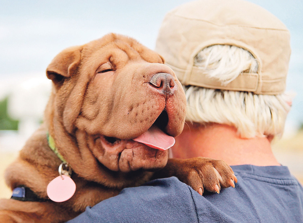 Koliko je zapravo star vaš pas?