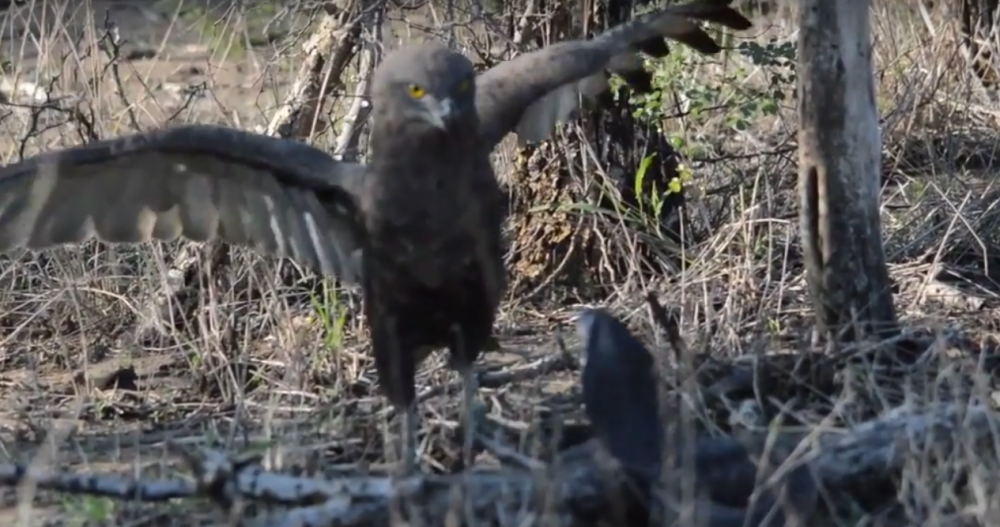 Orao pokušao da proguta kobru! (VIDEO)
