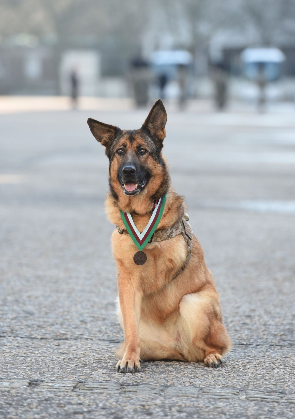 Pas dobio najviše vojno priznanje (FOTO)