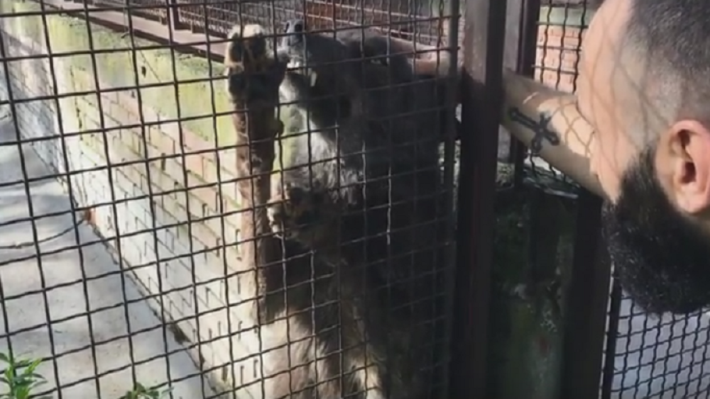 Beogradska vučica traži da je maze (VIDEO)