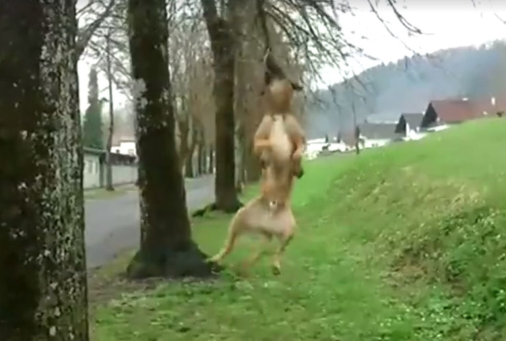 Ovaj razigrani pas će vas oduševiti! (VIDEO)