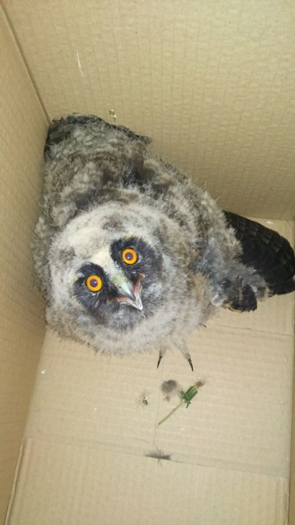 Volonteri spasli mladunče sove