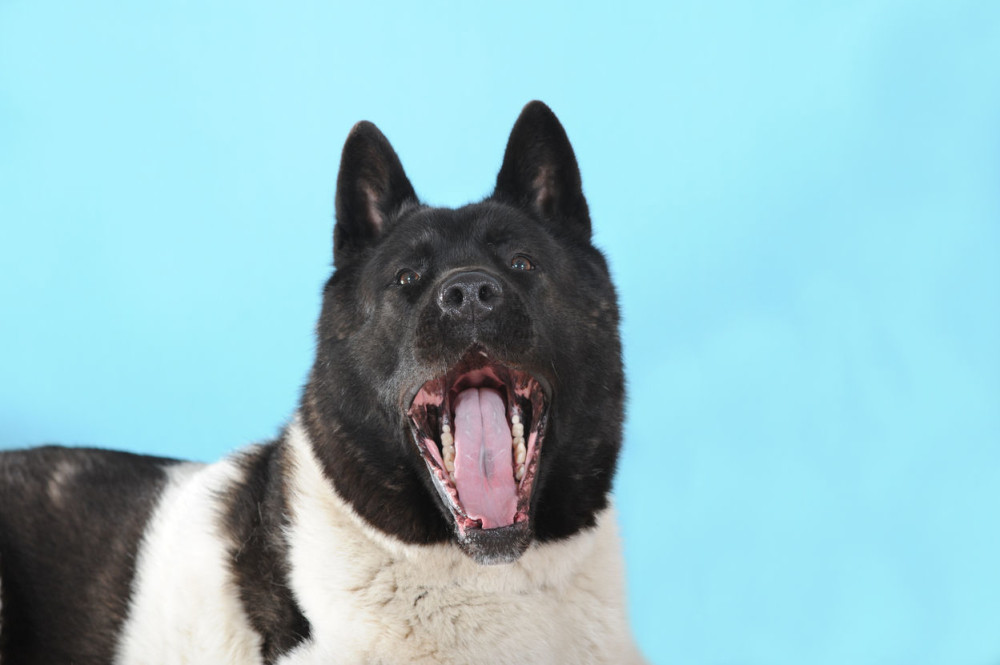 Rasa pasa koja odgovara vašem horoskopskom znaku