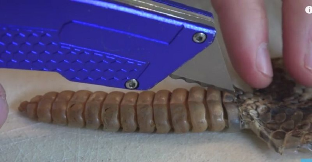 Evo šta zvečarka krije u zvečki (VIDEO)