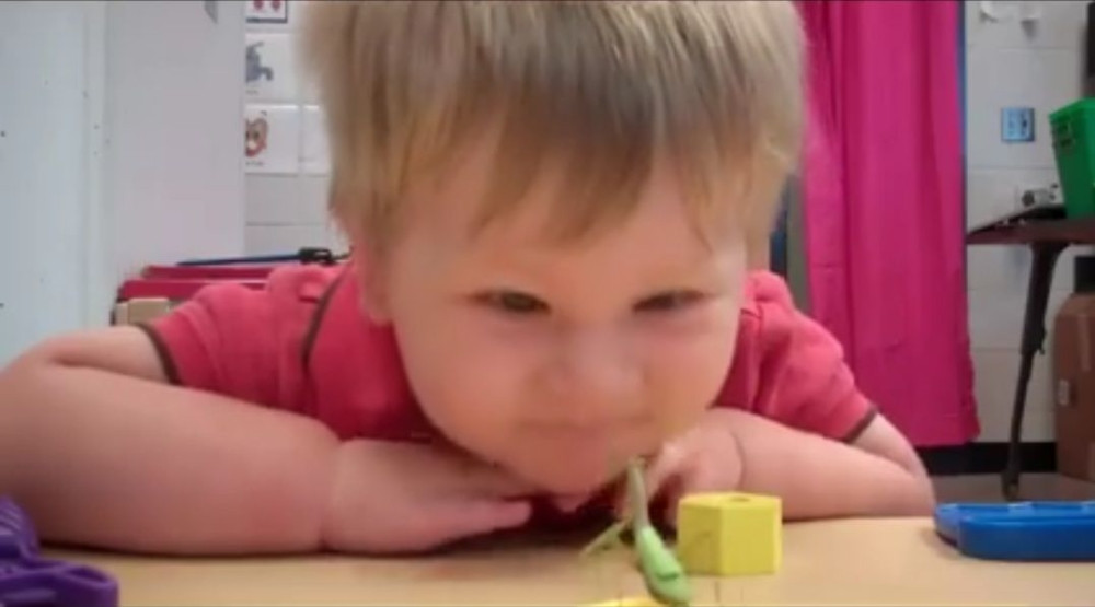 Bogomoljka ugrizla dečaka za nos (VIDEO)