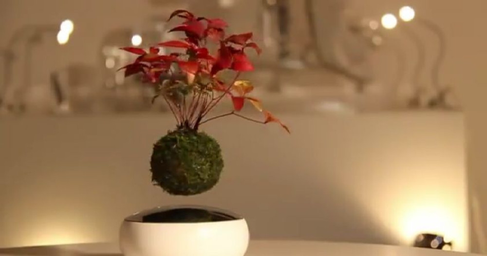 Japanci gaje leteće biljke? (VIDEO)