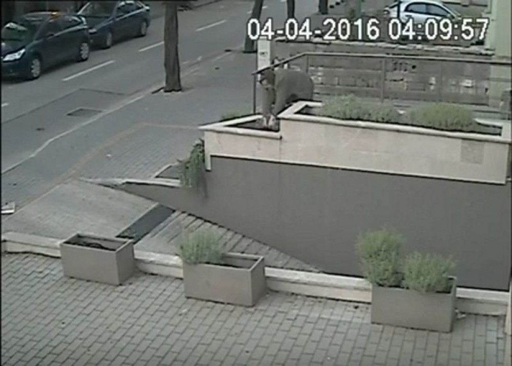 "Gospođa" krade cveće (VIDEO)