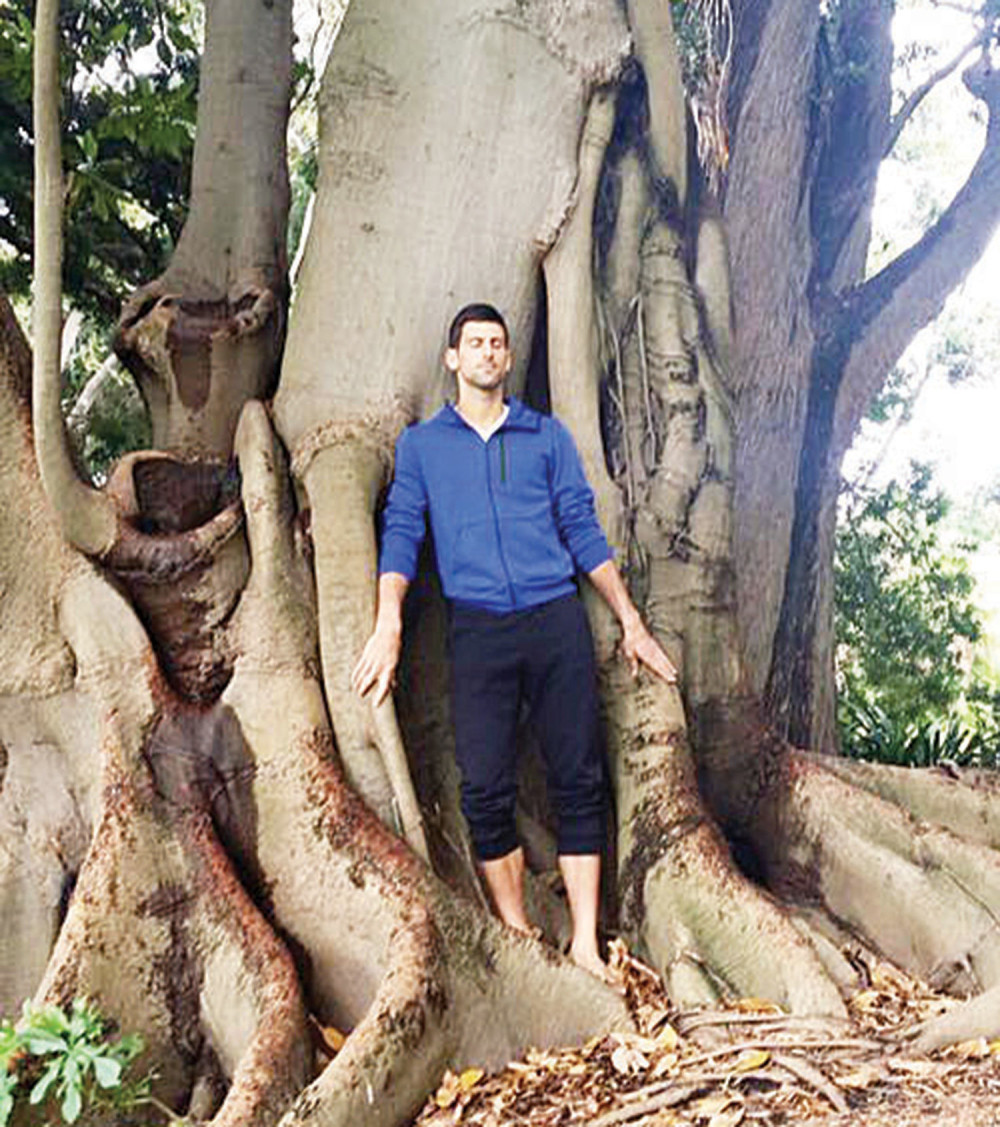 Vrba vida slomljena srca