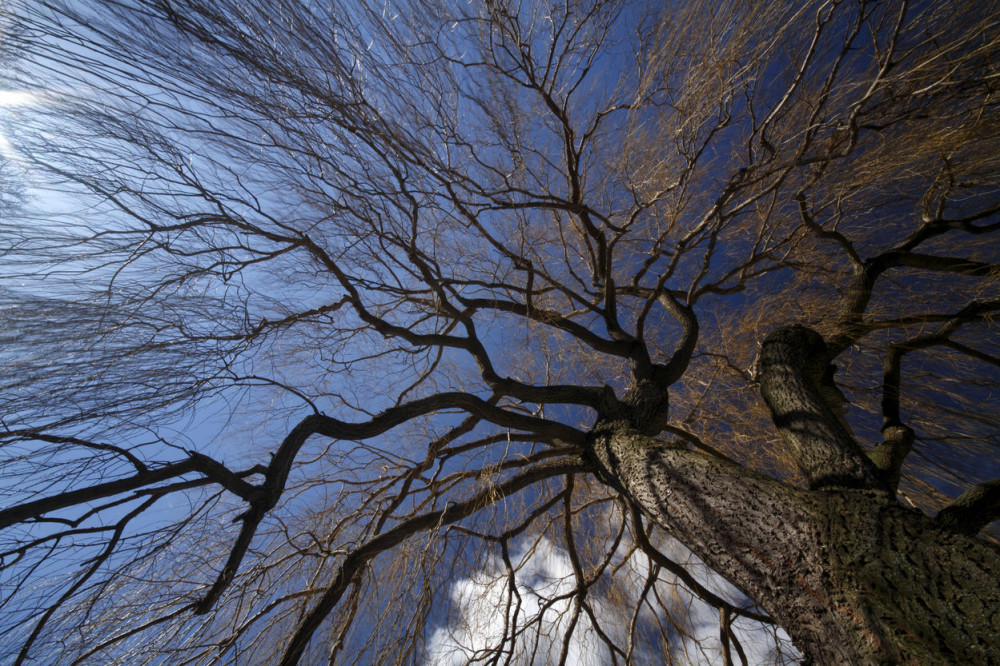 Radujte se, počeo je vrbopuc!