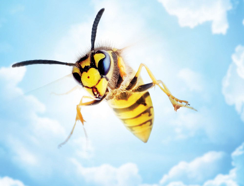 Kako da reagujete nakon uboda insekata