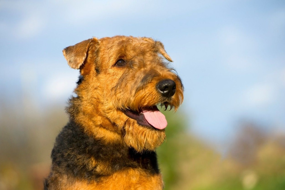 Da li je opasno da vas pas liže po licu?