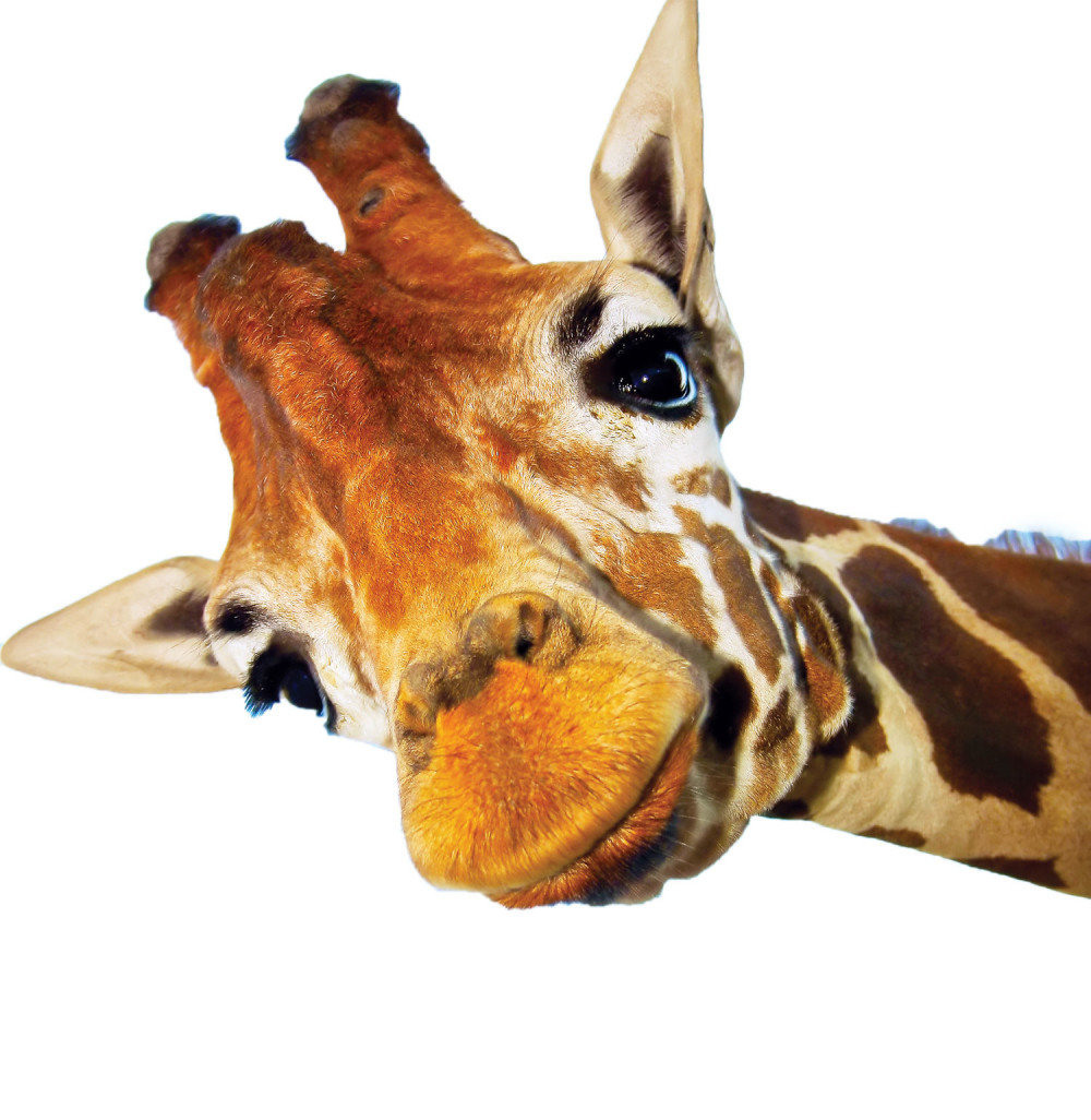 Danas je Svetski dan žirafa! (VIDEO)