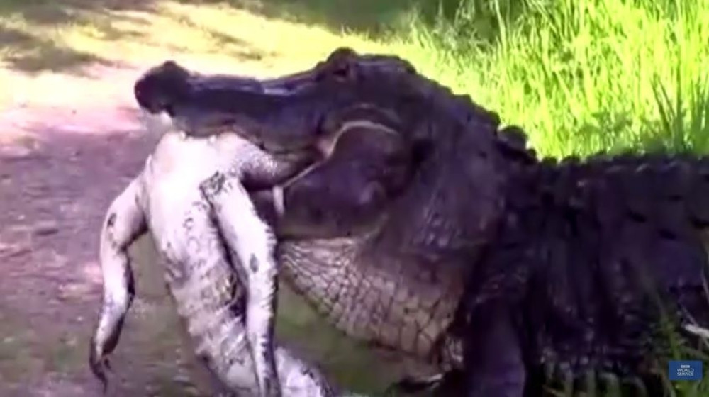Ljuti aligator smazao drugara (UZNEMIRUJUĆI VIDEO)