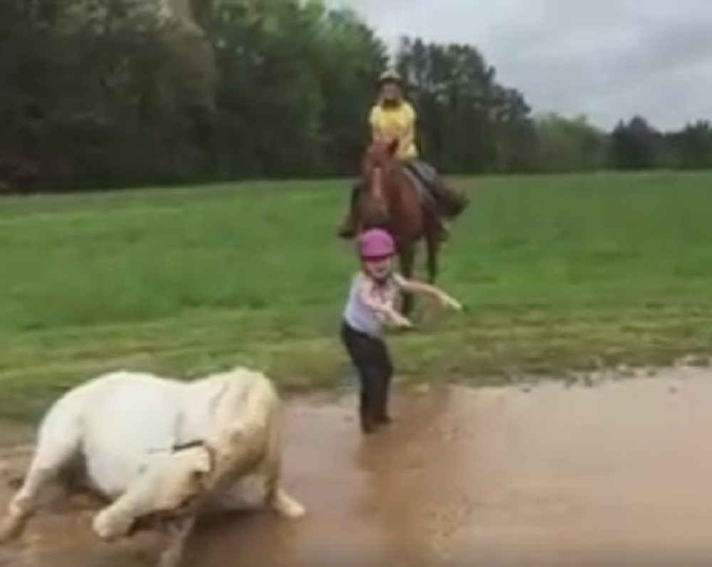 Poni zbacio devojčicu da bi se valjao u blatu (VIDEO)