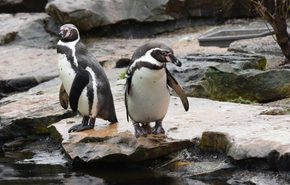 Pingvine prebacili u gej zoo vrt