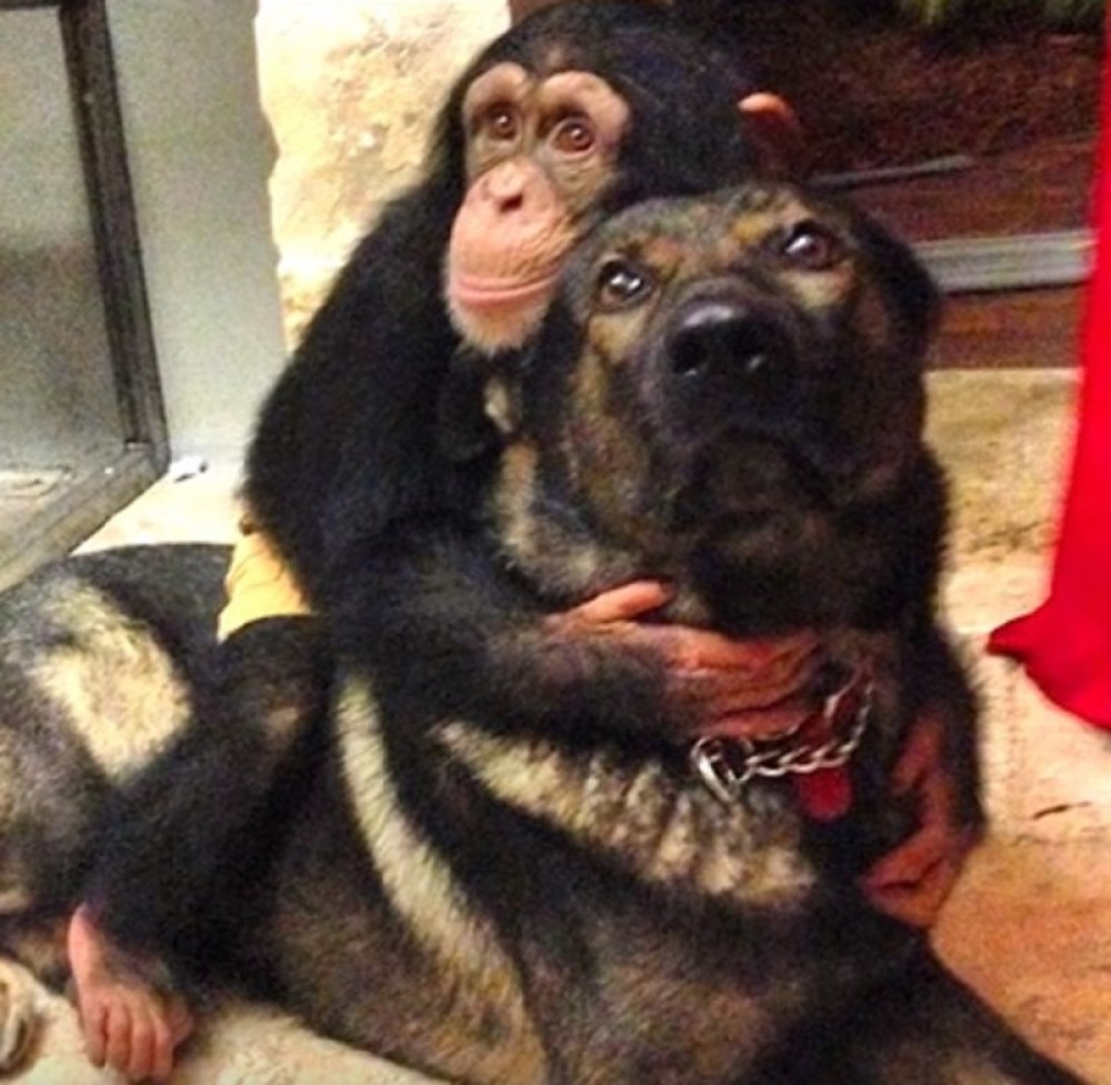 Pas čuva napuštene životinje (VIDEO)