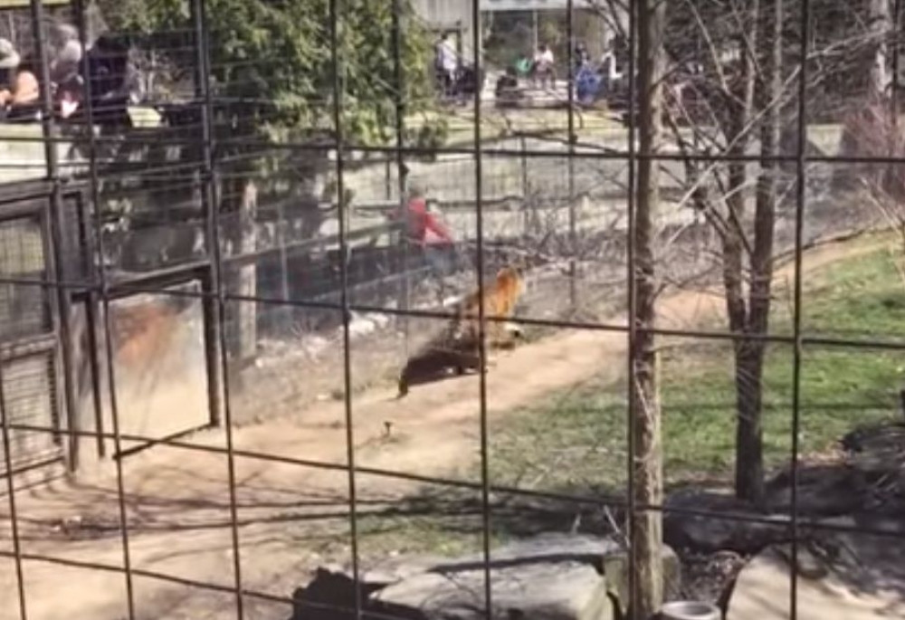 Uskočila kod tigrova zbog gluposti (VIDEO)